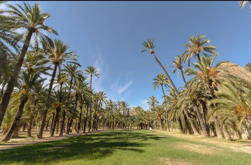 Orihuela destina 2,8 millones a la conservación integral del Palmeral de San Antón