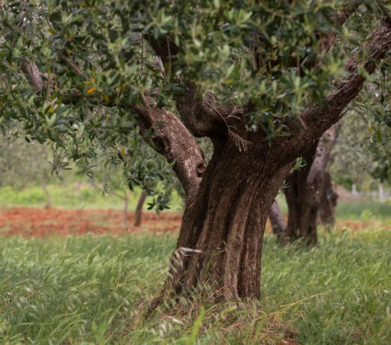 Denominación de Origen Baena: Claves del cultivo y variedades para un aceite virgen extra de calidad