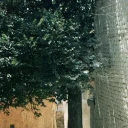 El Olmo de Cihuela: un árbol centenario y punto de encuentro histórico