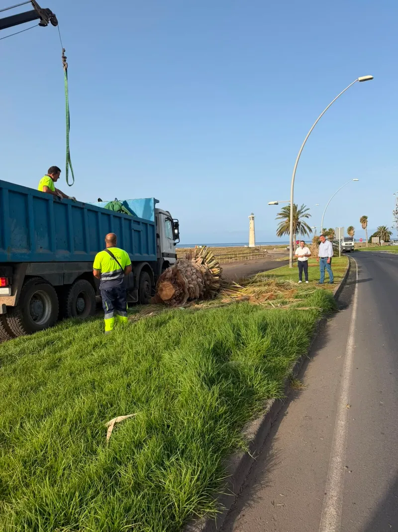 Pájara renueva las zonas verdes de Solana Matorral con un contrato de emergencia
