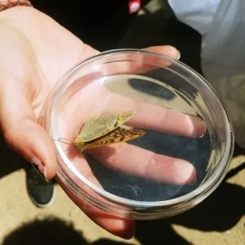 Madrid enseña a identificar mariposas en un taller gratuito en Casa de Campo
