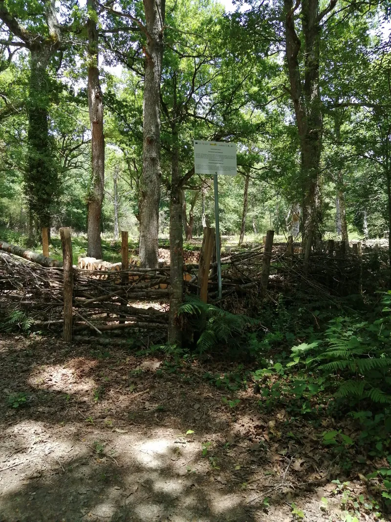 Basaburua impulsa el turismo sostenible con el proyecto 'Bosque Benéfico'