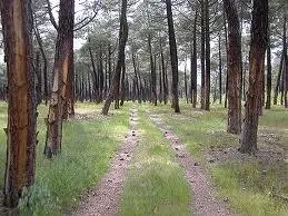 Chañe despliega su riqueza natural: pinares, cañadas y arroyos invitan al turismo activo
