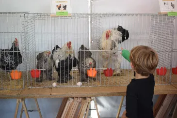 Avicant expone razas avícolas y cunícolas en la Feria de la Leche de Renedo