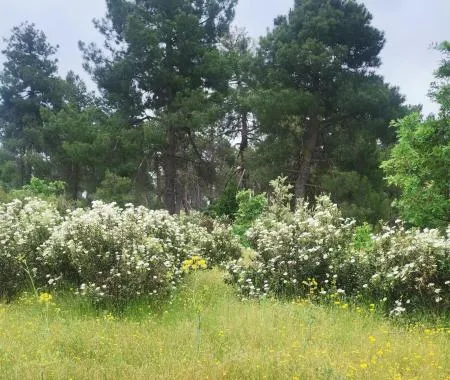 Cabezuela se une a 'Suma Forestal' para potenciar sus recursos forestales