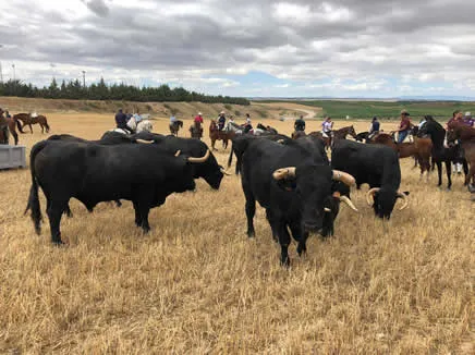 Larraga celebra sus fiestas patronales y tradiciones ligadas al campo y al vino