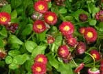 El monte Ezkaba de Berriozar alberga una rica biodiversidad de flora y fauna
