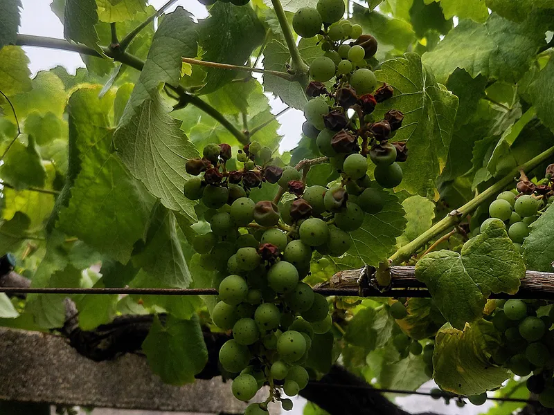 La Deputación de Pontevedra alerta sobre el riesgo de mildiu y la flavescencia dorada en las viñas