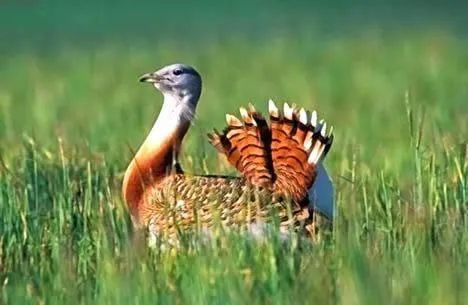 Torreorgaz: Un municipio extremeño entre la dehesa y la avifauna esteparia