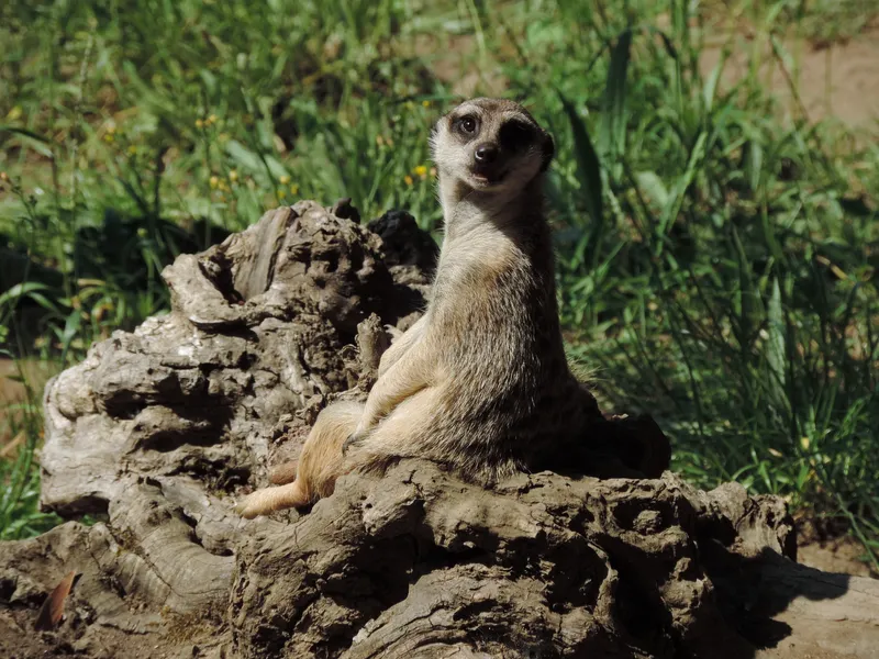 Vigo celebra VigoNature con actividades de aventura y talleres sobre abejas y reptiles