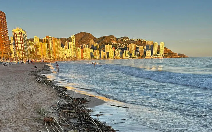 Benidorm retira cañas y vegetación de la playa de Levante tras la DANA