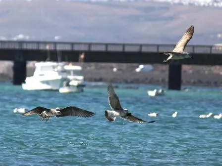 Arrecife protege su rica biodiversidad marina y costera