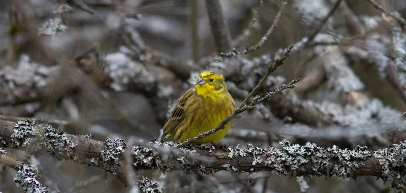 Paseo ornitológico para descubrir las aves forestales de Tajonar