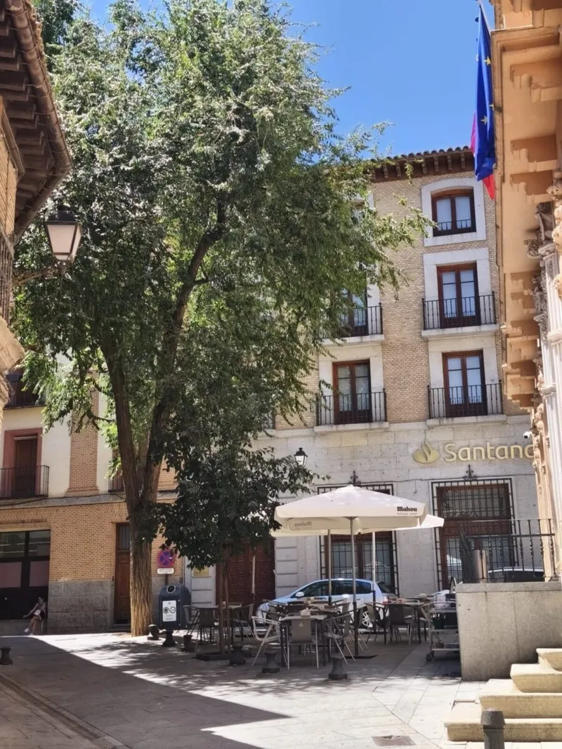 Toledo: Talan olmo en Plaza de San Agustín por seguridad y plantarán tres nuevos árboles