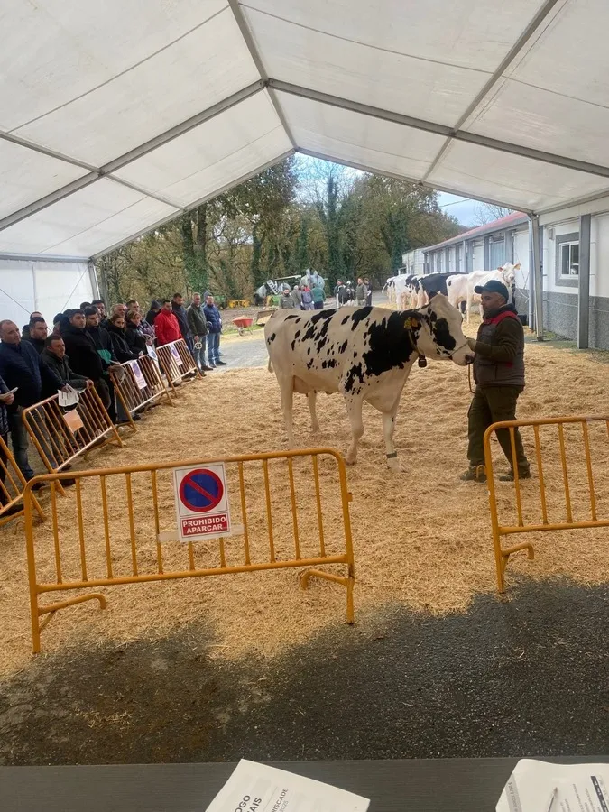La Deputación de Pontevedra saca a subasta 28 vacas frisonas de alta calidad genética