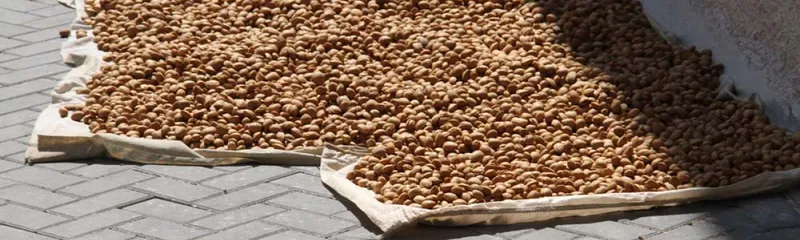 Benimantell: La orografía moldea una rica y variada producción agrícola local