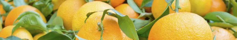 El sector primario balear apuesta por la resiliencia y la soberanía alimentaria