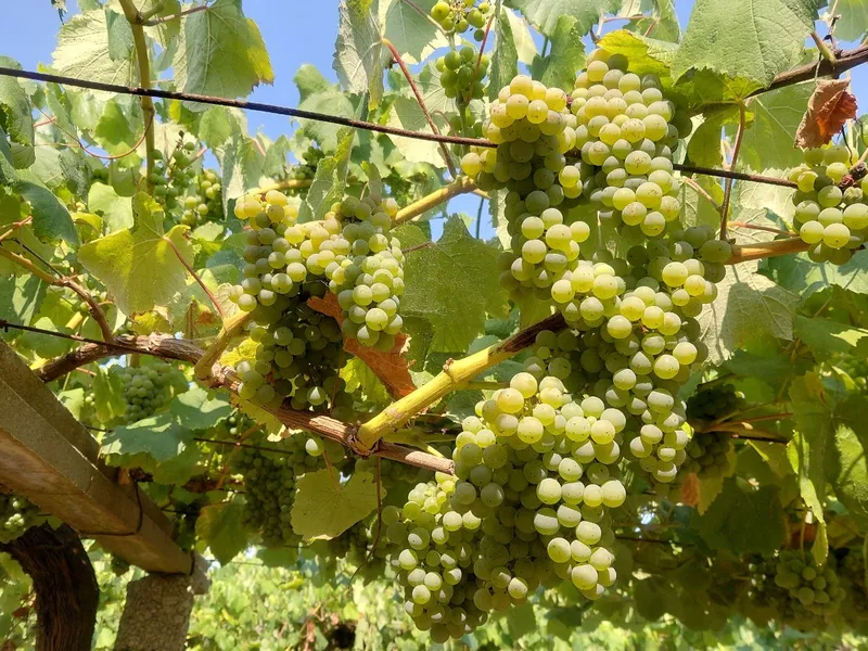 Alerta fitosanitaria en la provincia de Pontevedra: prevén botritis y daños en la uva por las lluvias