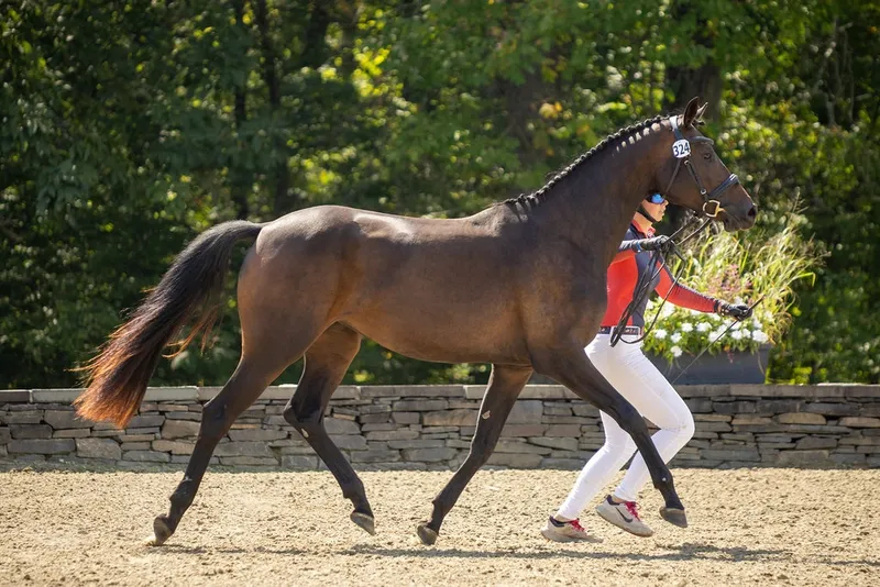 NEDA anuncia las bases del concurso Breeders Futurity 2026 para criadores de caballos de deporte
