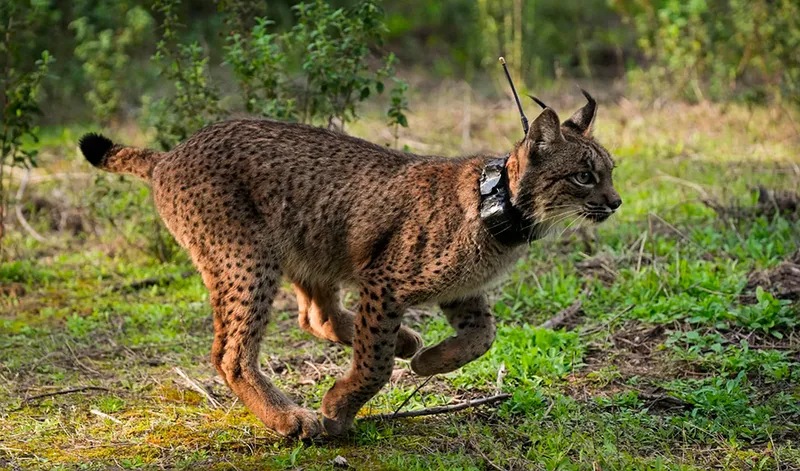 Andalucía, referente europeo en conservación de biodiversidad y geodiversidad