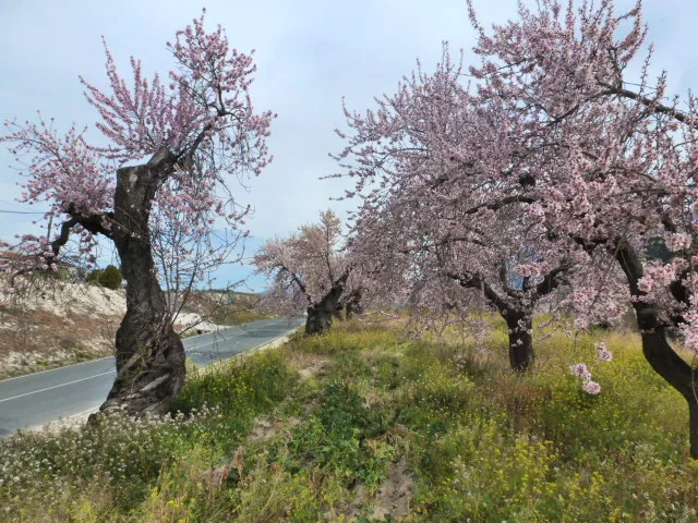Gorga celebra su milenario olivo, tesoro natural del valle de Seta