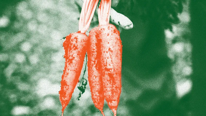València abre la convocatoria para gestionar huertos urbanos en Malilla, Grao y Orriols