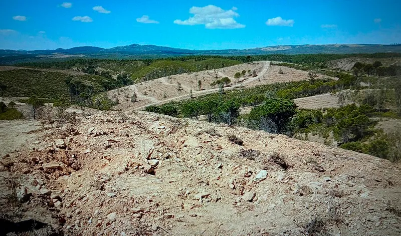 Andalucía lidera un proyecto ibérico para reforestar terrenos afectados por el incendio de Almonaster la Real