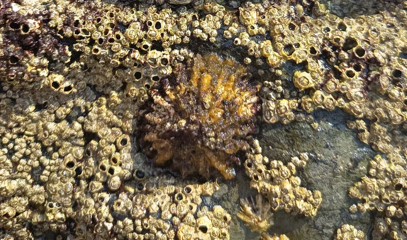 La población de lapas ferrugíneas en la costa andaluza se duplica en tres años