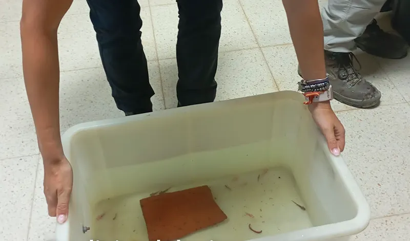 Policía Adscrita de Andalucía incauta 29 ajolotes comercializados ilegalmente en Granada