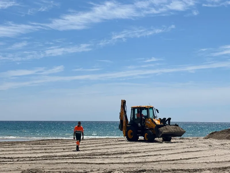Orihuela licita la retirada de posidonia para proteger sus playas y el litoral