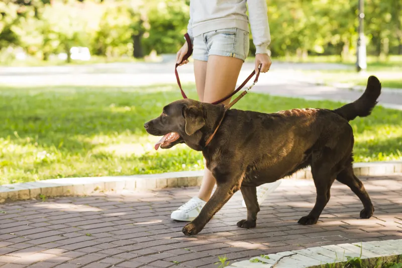 Marratxí lanza campaña para fomentar la tenencia responsable de mascotas y mejorar la limpieza urbana