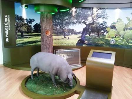 Monesterio estrena el "Ámbito 1" del Museo del Jamón, un viaje inmersivo a la dehesa y el cerdo ibérico