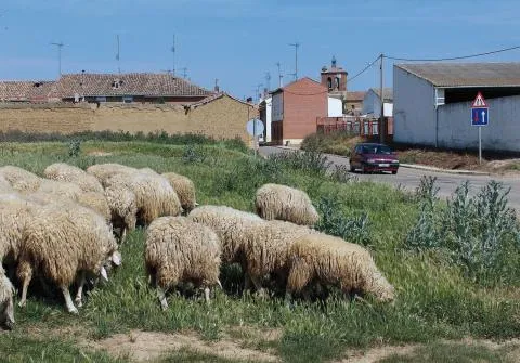 Diputación de Palencia destina 133.890 euros a infraestructuras agroganaderas en 30 municipios