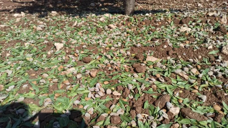 Granizo causa daños en cultivos de Daimiel