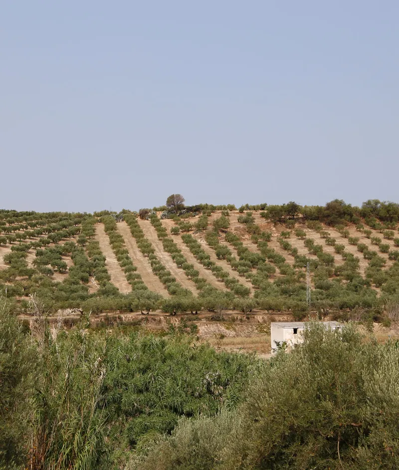 Albendín: historia, aceite y sal en un rincón favorito de Andalucía