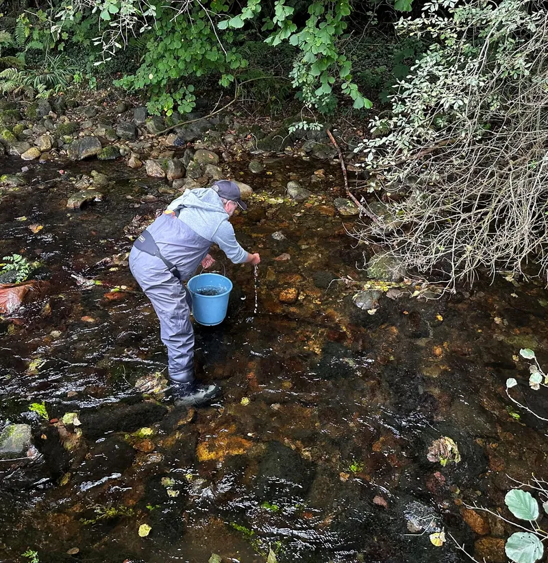 Allande: 5.100 alevines de trucha repueblan el río Nisón