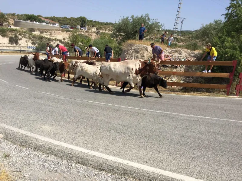 Tibi celebra la festividad de la Entrà de les Vaques, declarada de interés turístico local