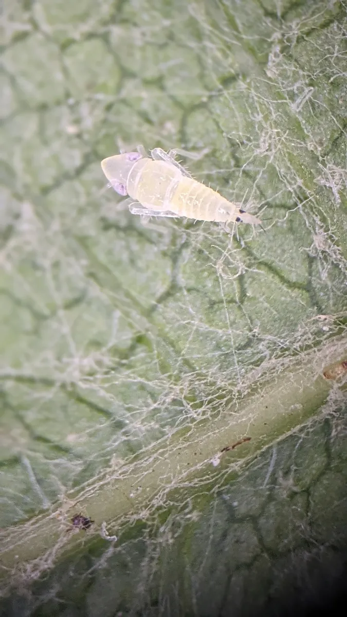 La Deputación de Pontevedra alerta sobre la actividad del insecto vector de la flavescencia dorada en las viñas