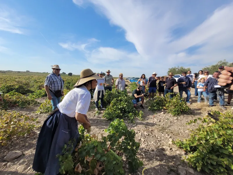 Daimiel celebra la XVIII Fiesta de la Vendimia con actividades tradicionales y proyección internacional