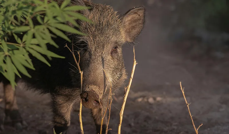 Andalucía declara emergencia cinegética por jabalíes para frenar la peste porcina africana