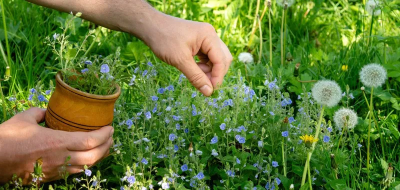 Descubre las plantas medicinales de otoño en un paseo guiado gratuito en Aranguren