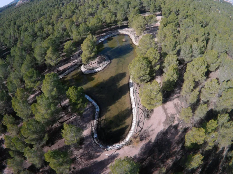 Sax recibe casi 60.000 euros para la mejora de su masa forestal en El Plano