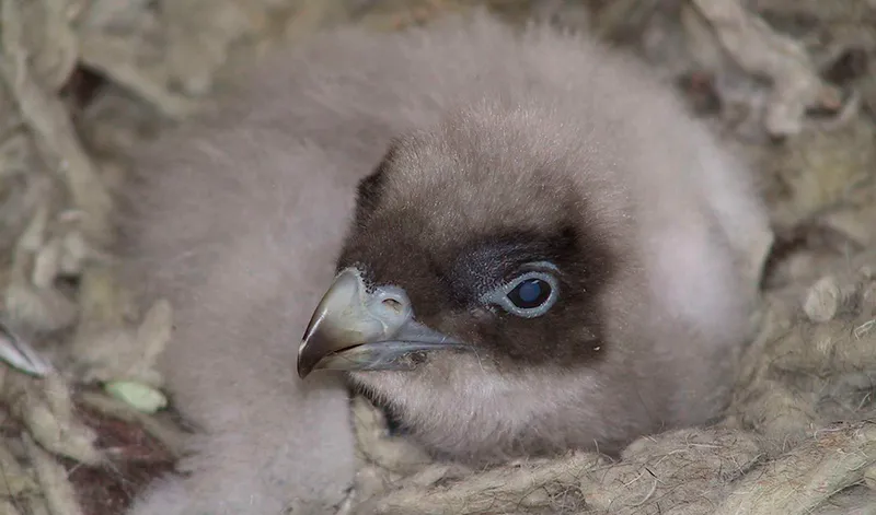 Estudio revela contaminantes históricos y actuales en huevos de aves protegidas andaluzas