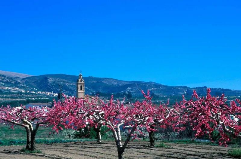 Gorga: El milenario olivo del Racó de Felip, tesoro natural del Valle de Seta