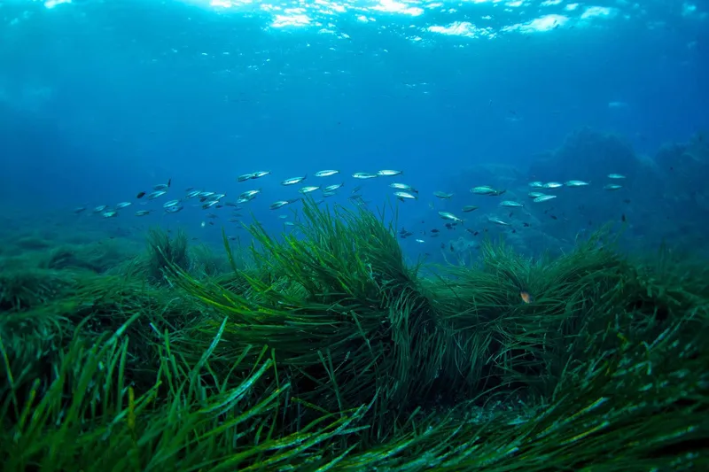 La Posidonia Oceánica, guardiana de las aguas cristalinas de Formentera