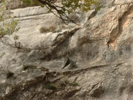 Galve presenta el Dsungaripterus, un reptil volador prehistórico