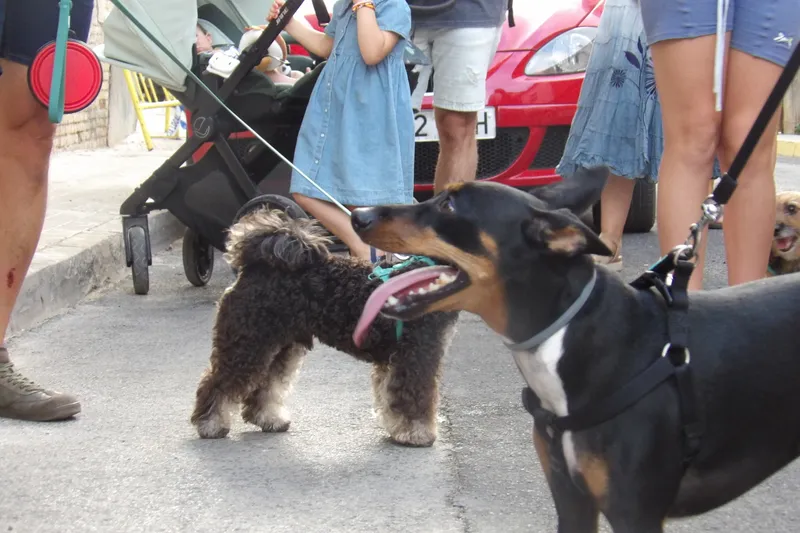 Daimiel celebra el 25 aniversario del concurso canino 'Perro de San Roque'