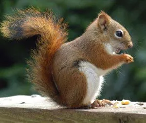 La riqueza natural de Samboal: un paraíso de flora y fauna en la provincia
