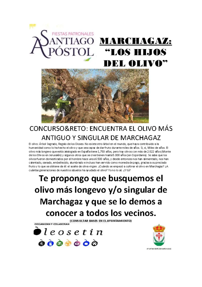 Marchagaz busca el olivo más antiguo y singular del municipio