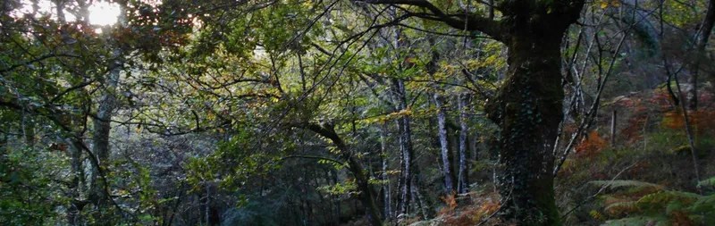 El Sobreiral do Arnego, un tesoro natural entre Agolada, Lalín y Vila de Cruces